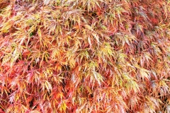 IMG_4242_edited-1