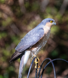 Sparrow Hawk