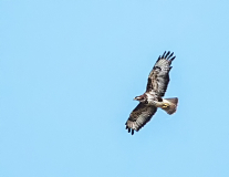 Buzzard