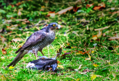 Sparrow Hawk