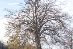 IMG_2906_edited-1