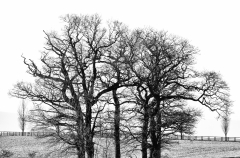 IMG_4223_edited-1