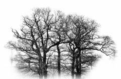 IMG_4223_edited-2