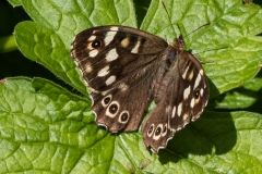 IMG_1887_edited-1