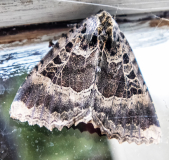 IMG_3800_edited-1