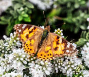 Painted Lady
