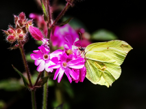 Brimstone