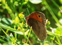 Meadow Brown