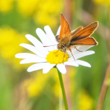Small Skipper