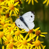 Small White (Male) on Ragwort
