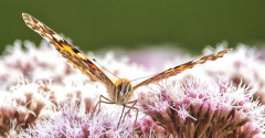 Painted Lady