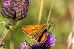 Small-Skipper-I