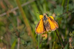 Small-Skipper-II