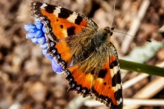 Small-tortoiseshell-on-a-Grape-Hyacinth