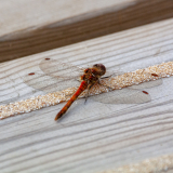 IMG_0292_edited-1