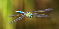 IMG_0489_edited-1
