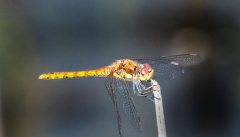 IMG_0595_edited-1