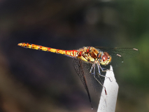IMG_0596_edited-1