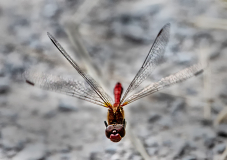 IMG_0598_edited-1