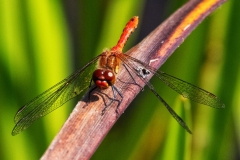 IMG_1445_edited-1