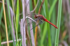 IMG_1707_edited-1