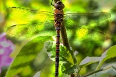 IMG_1883_edited-1