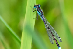 IMG_5518_edited-2