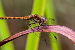 MG_7887_edited-1