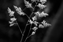 MG_1161_edited-2