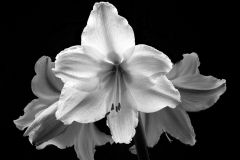 Amaryllis-BW