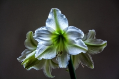 Amaryllis