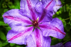 Clematis