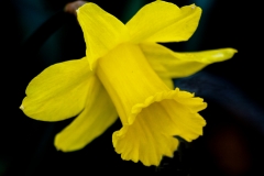 Daffodil