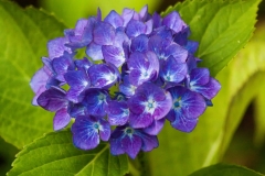 Hydrangea