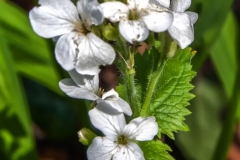 IMG_0032_Honesty