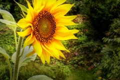 IMG_2388_edited-1