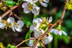 IMG_3071_Quince