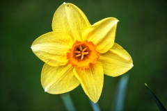 IMG_3080_Narcissi