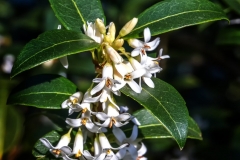 IMG_3081_buxwoodii