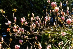 IMG_3160_Magnolia