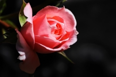 IMG_3388_edited-2
