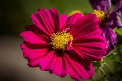 IMG_3389_edited-1