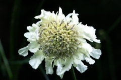 IMG_3497_edited-1