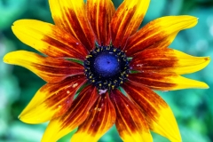IMG_4157_edited-1