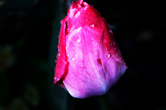 Tulip with Morning Dew