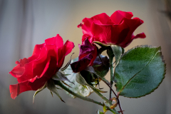 Rose in December, Kelso