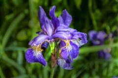 Iris