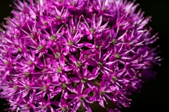 MG_0858_edited-1