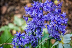 MG_0861_edited-1