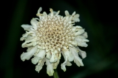 MG_7586_Scabious